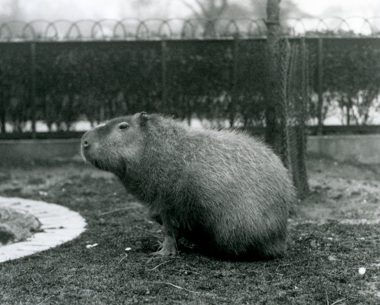 Egy Capybara a londoni állatkertben ült 1927 augusztusában alkotó: Frederick William Bond