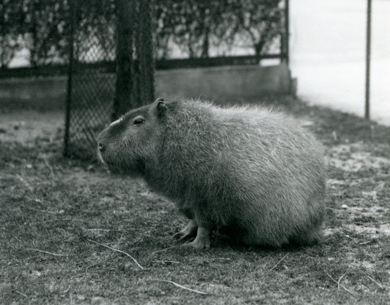 Egy Capybara a londoni állatkert kikertjében ült 1927 júniusában alkotó: Frederick William Bond