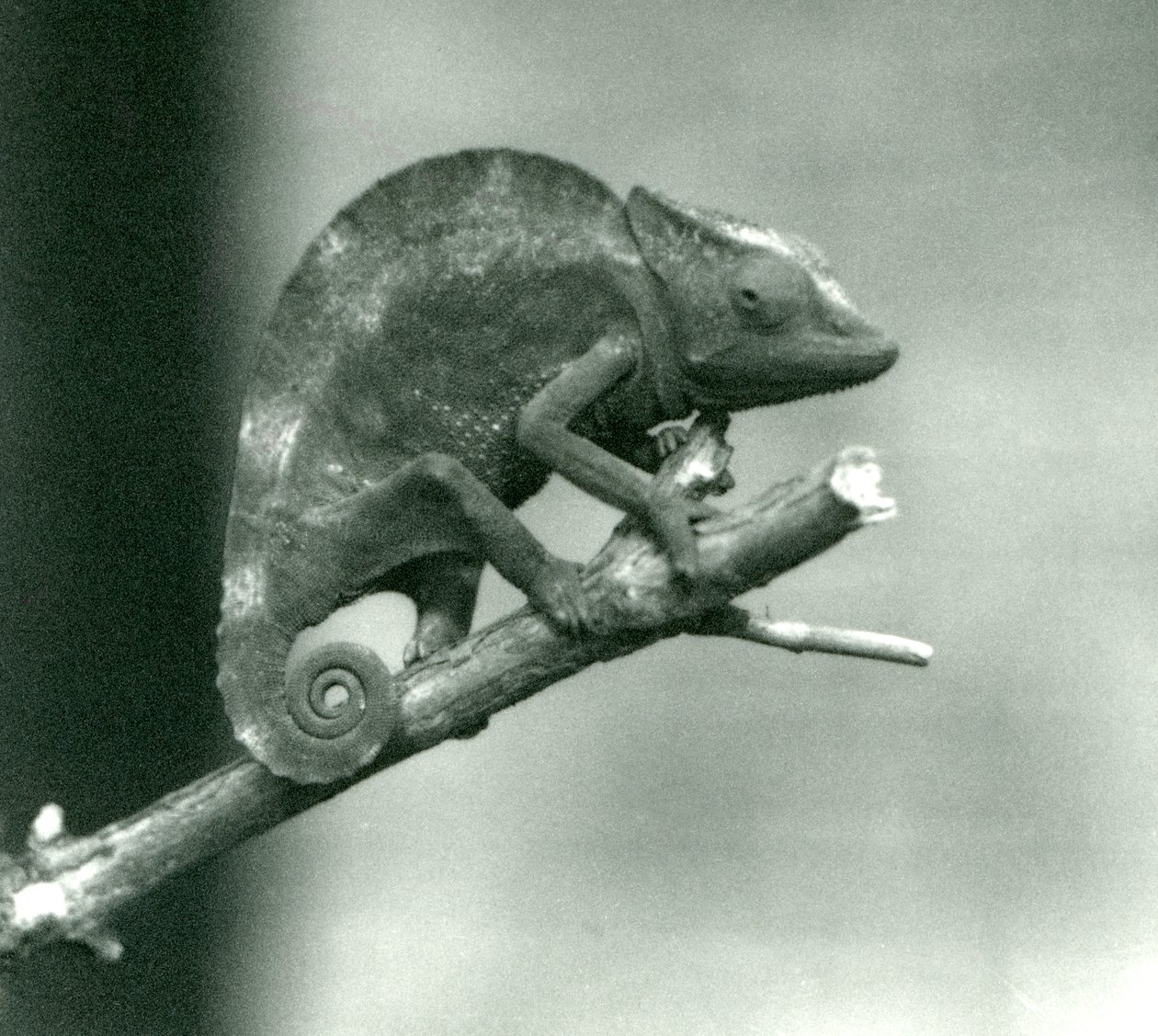 Egy kaméleon egy ág végébe kapaszkodva, Londoni Állatkert, 1927 alkotó: Frederick William Bond