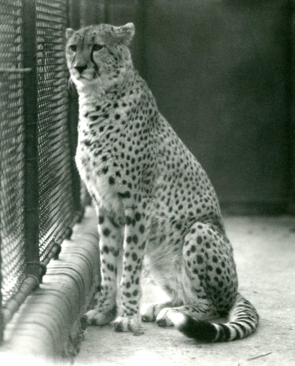 Egy gepárd a londoni állatkert kikertjében ül, 1924 októberében alkotó: Frederick William Bond