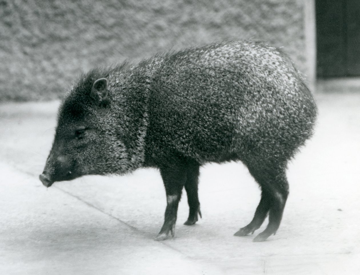 Nyakörves peka a londoni állatkertben, 1927 alkotó: Frederick William Bond