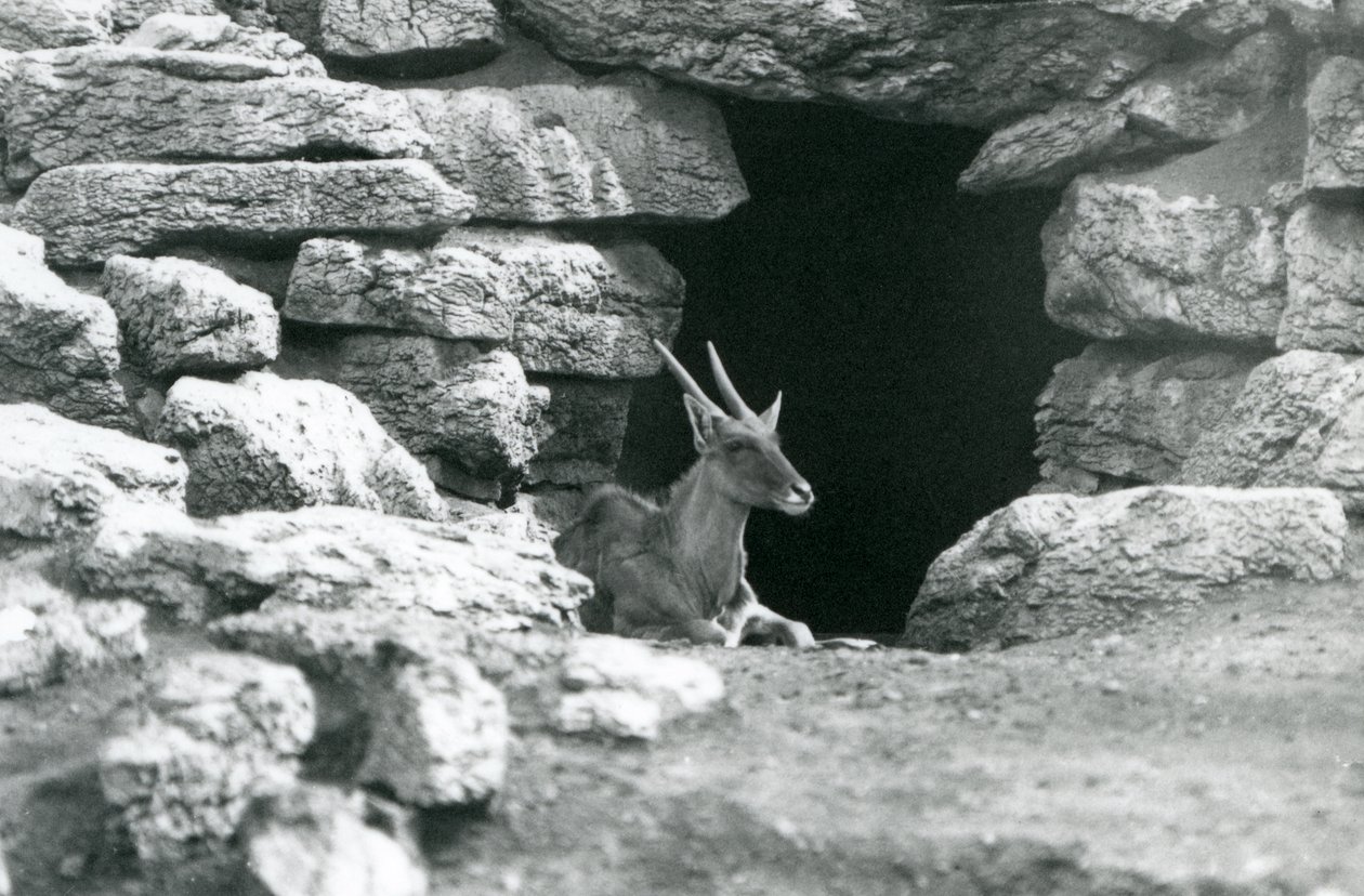 A londoni állatkert Eland/Antelope Paddockjában 1929-ben a menedékének bejáratában pihenő sziklák között (f/w fotó) alkotó: Frederick William Bond