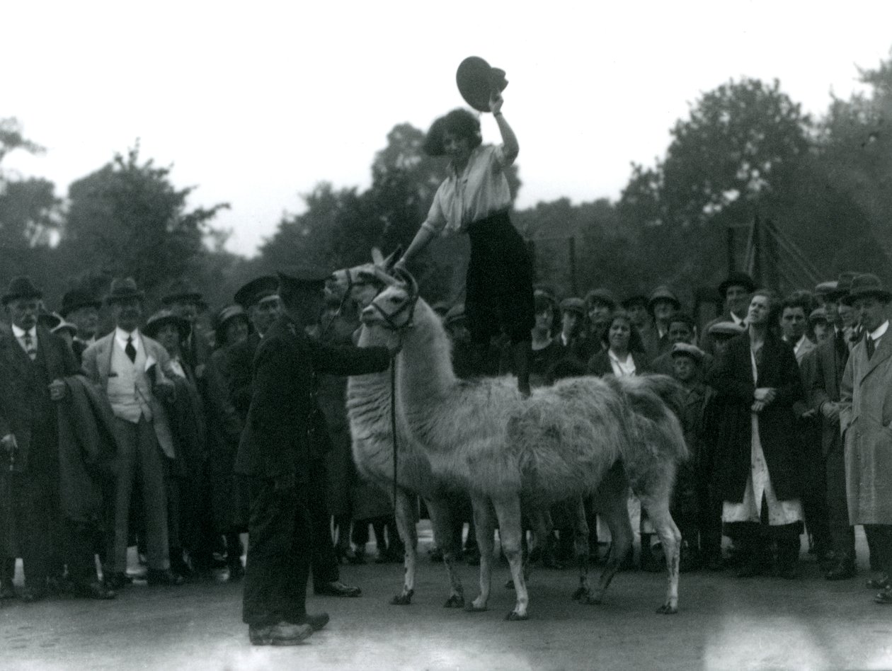 Egy tehénlány 1924-ben a londoni állatkertben tett látogatása során két lámával áll. alkotó: Frederick William Bond