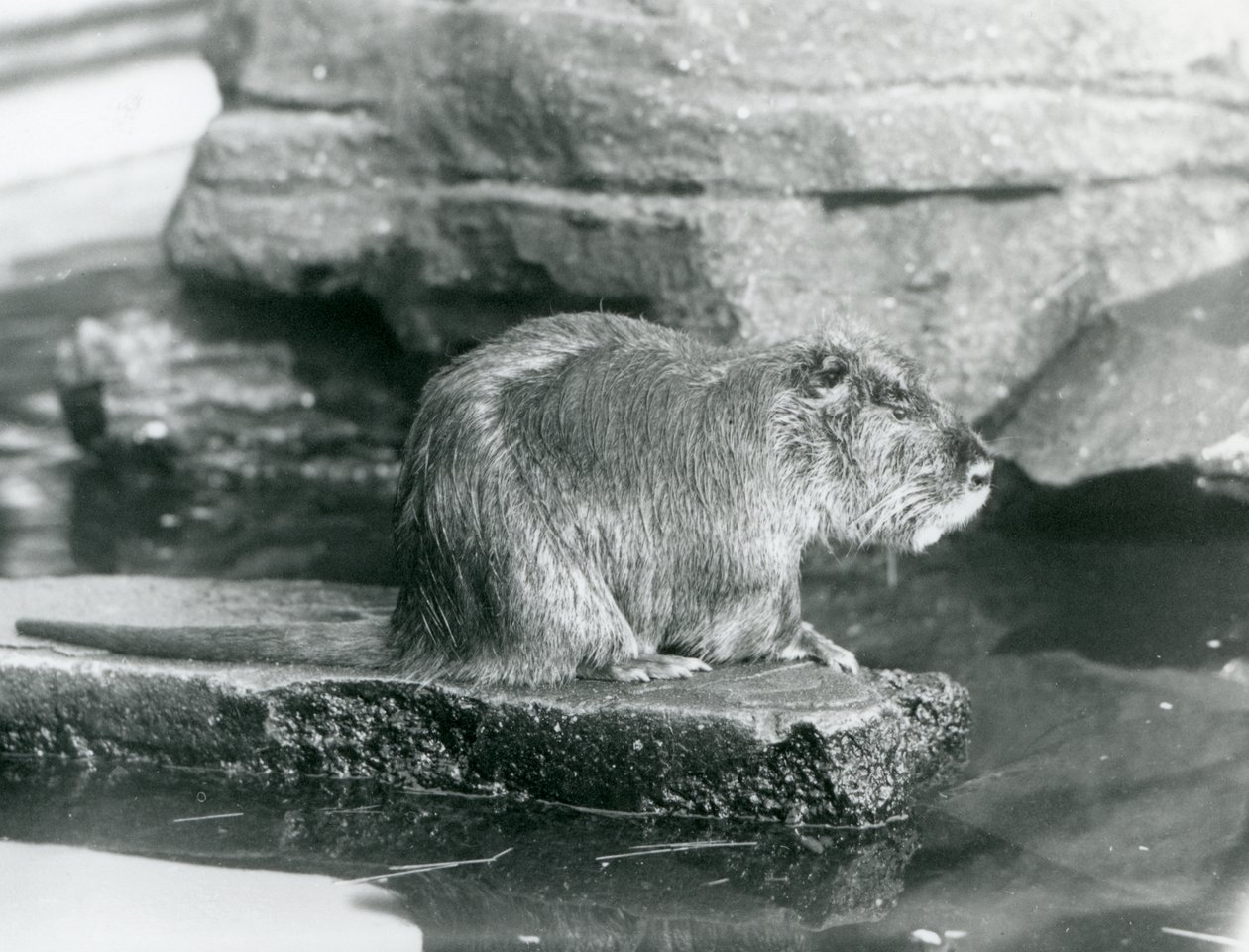 Egy Coypu egy sziklás párkányon ül egy medencében a londoni állatkertben, 1928 februárjában (f/w fotó) alkotó: Frederick William Bond