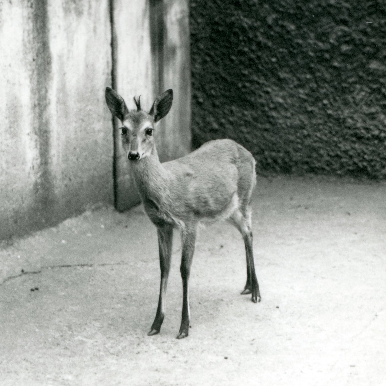Egy CrownSahel Nyugat-afrikai Bush Duiker a londoni állatkertben 1927 augusztusában alkotó: Frederick William Bond