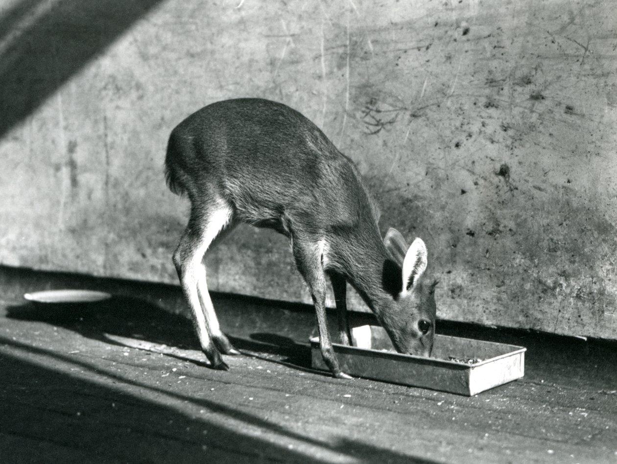 Egy Duiker a földön lévő tálcáról táplálkozik, Londoni Állatkert, 1925. július alkotó: Frederick William Bond
