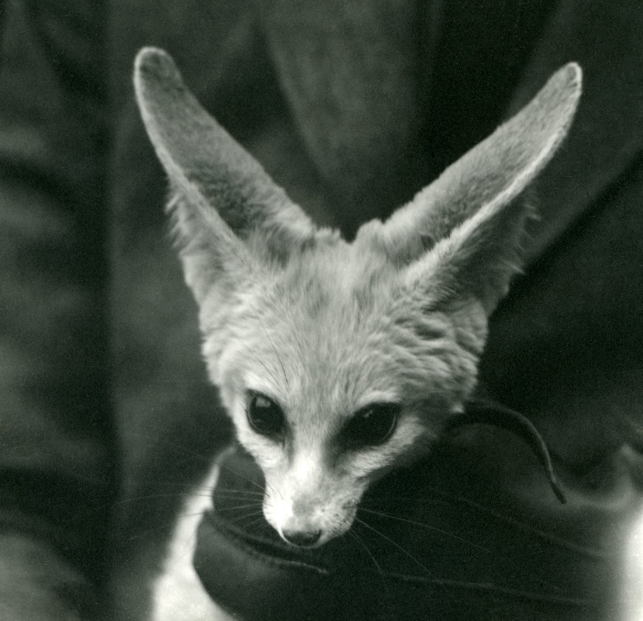 A Fennec Foxot egy kesztyűs őr tartja a nyakában, 1924 alkotó: Frederick William Bond