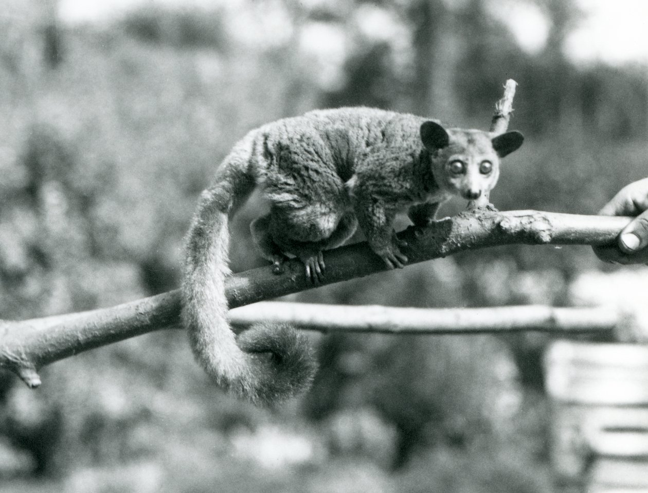 A Galago egy ágon sétál, amelyet egy állattartó tart, a londoni állatkert alkotó: Frederick William Bond