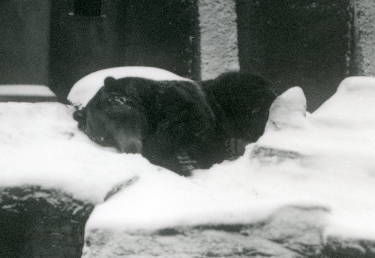Egy Grizzly Bear aludt a hóban, Londoni Állatkert, 1924 alkotó: Frederick William Bond