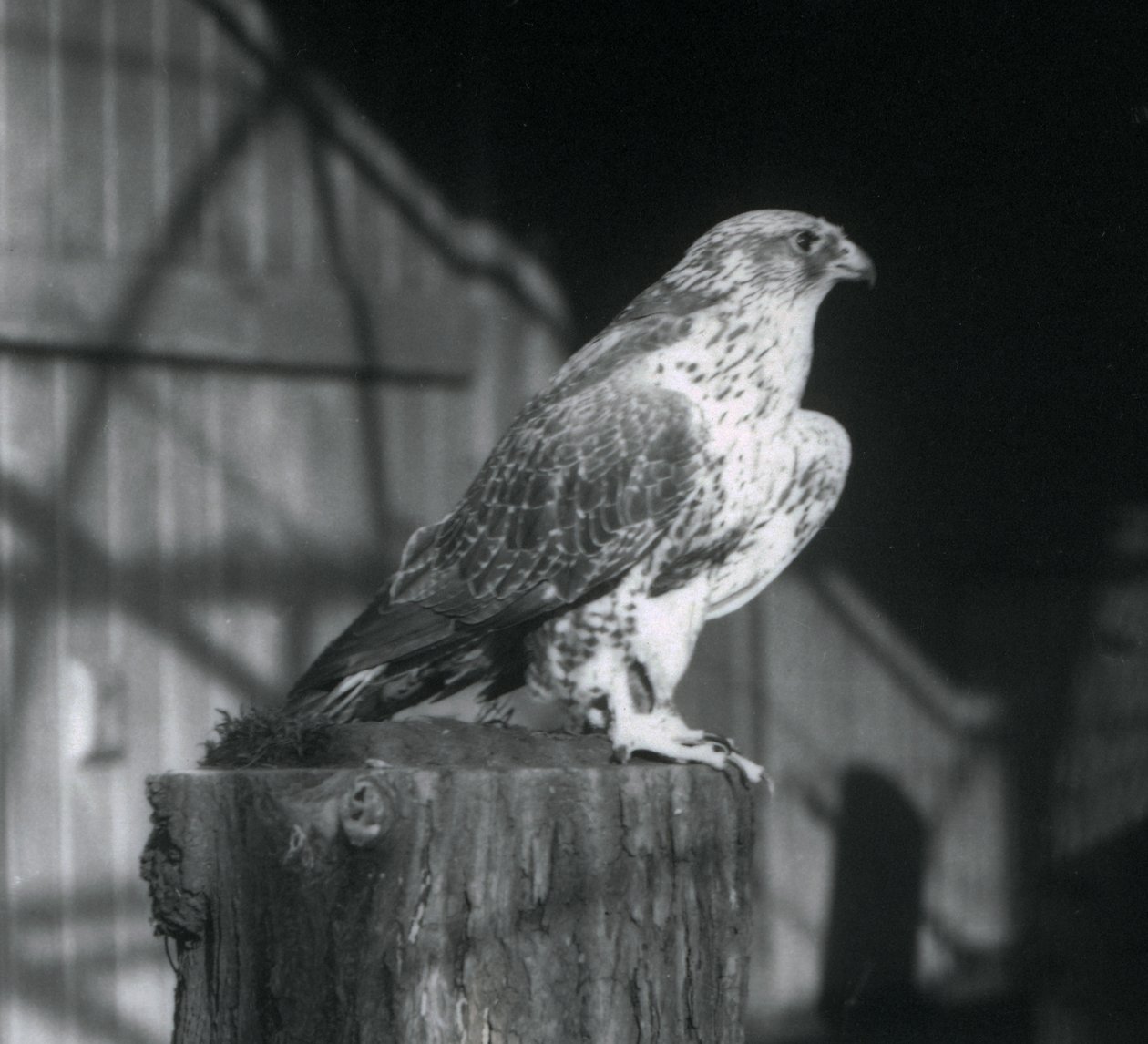 Egy rönkön pihenő Gyrfalcon, Londoni Állatkert, 1925. december alkotó: Frederick William Bond