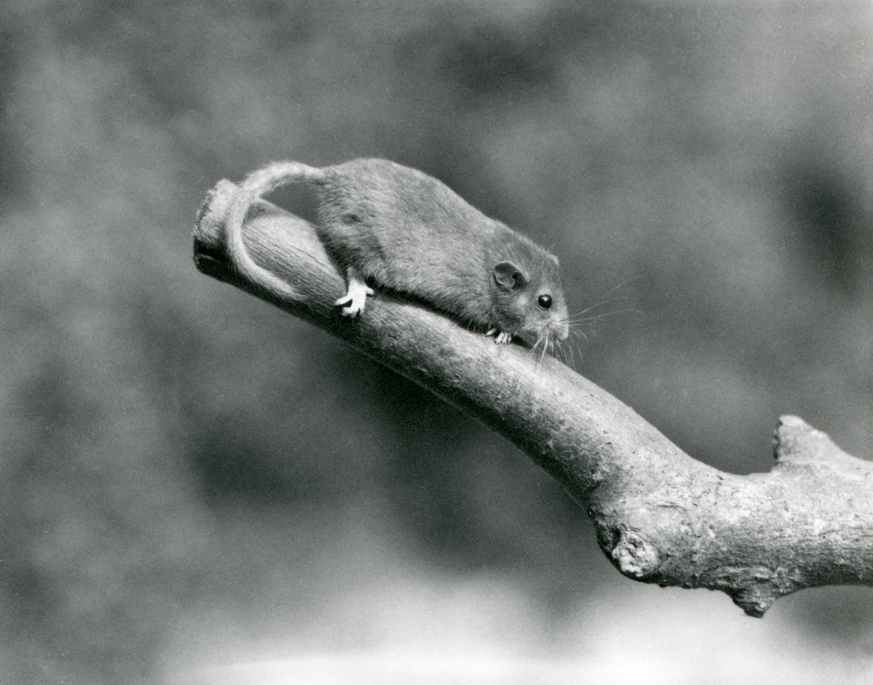 A Hazel/Common Dormouse on a branch, London Zoo alkotó: Frederick William Bond