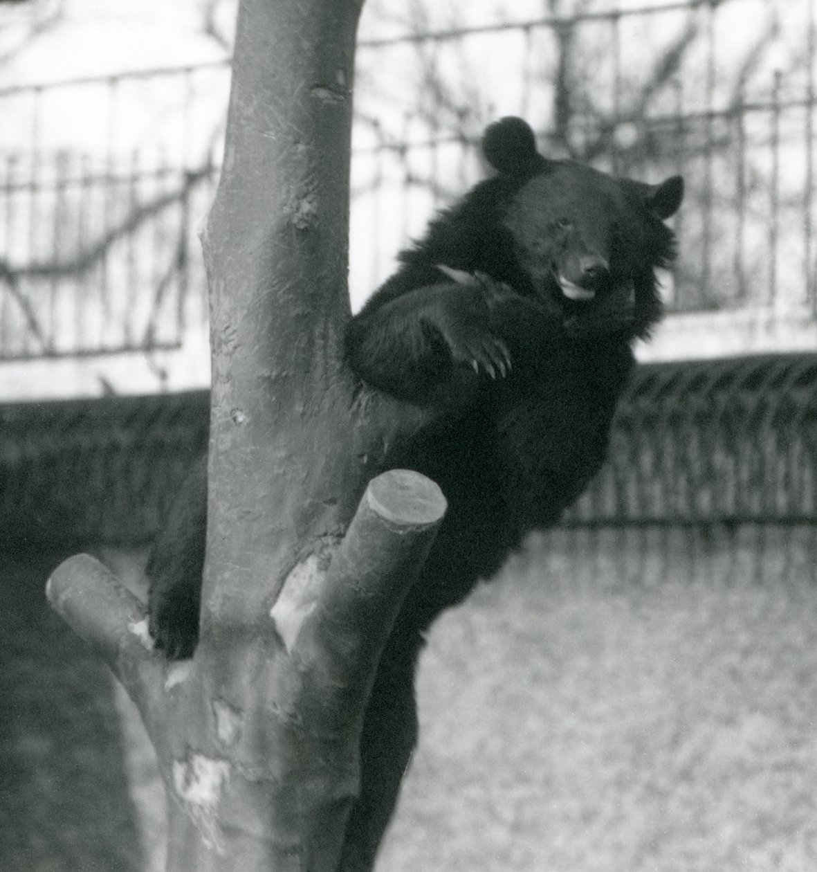 Egy himalájai barnamedve Isabelline Bear Dzu-Teh egy fán a londoni állatkertben 1925-ben alkotó: Frederick William Bond
