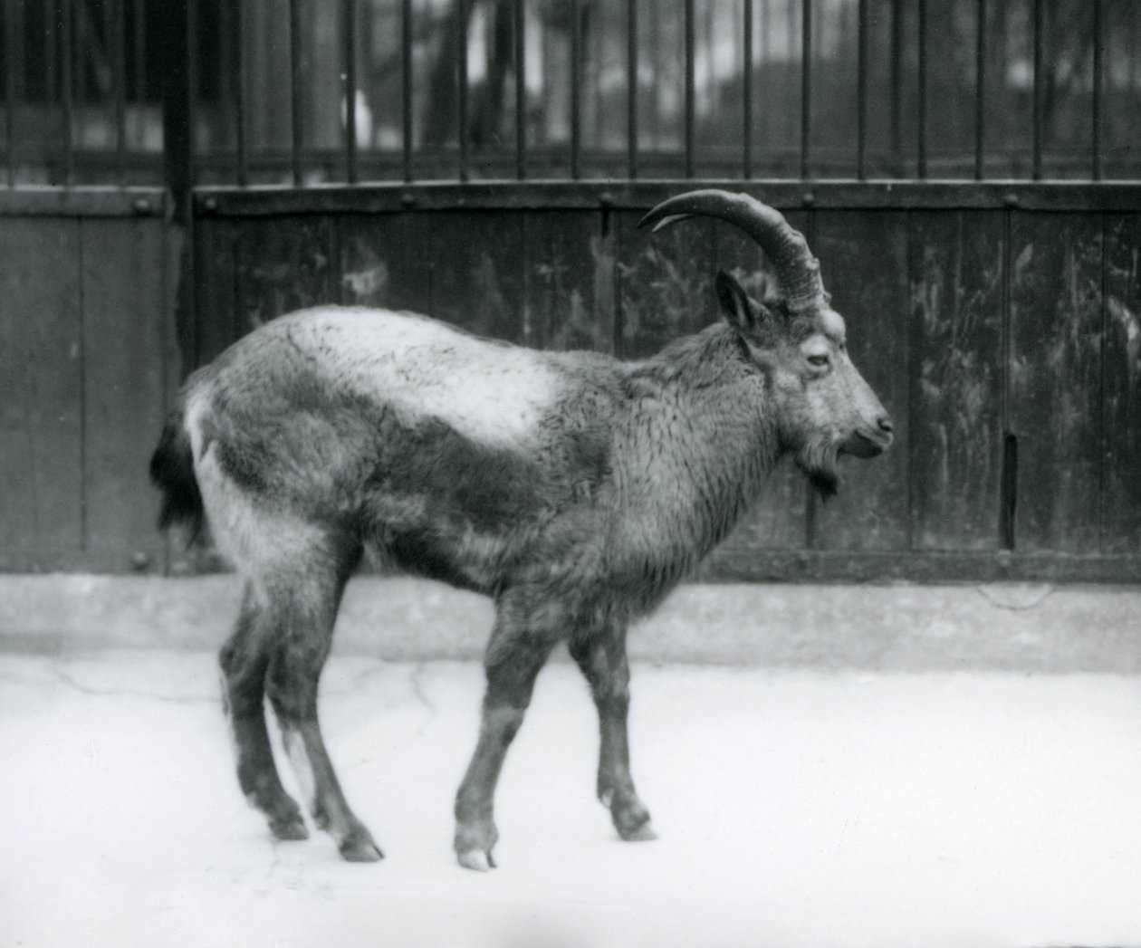 Egy himalájai kecske a londoni állatkertben, 1927 alkotó: Frederick William Bond