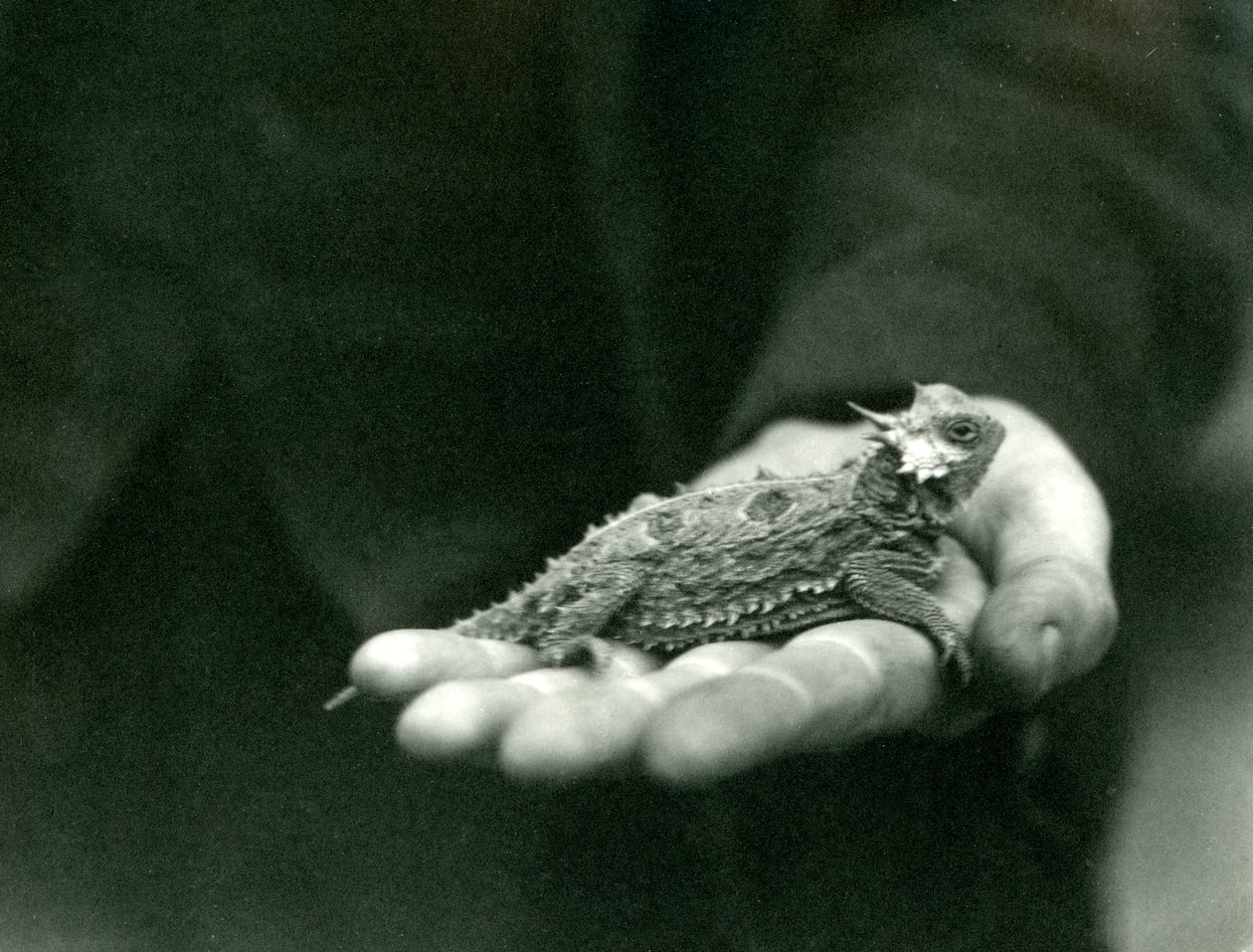 Egy szarvas gyík nyugszik őrzői kezében, Londoni Állatkert, 1923. április (bw fotó) alkotó: Frederick William Bond