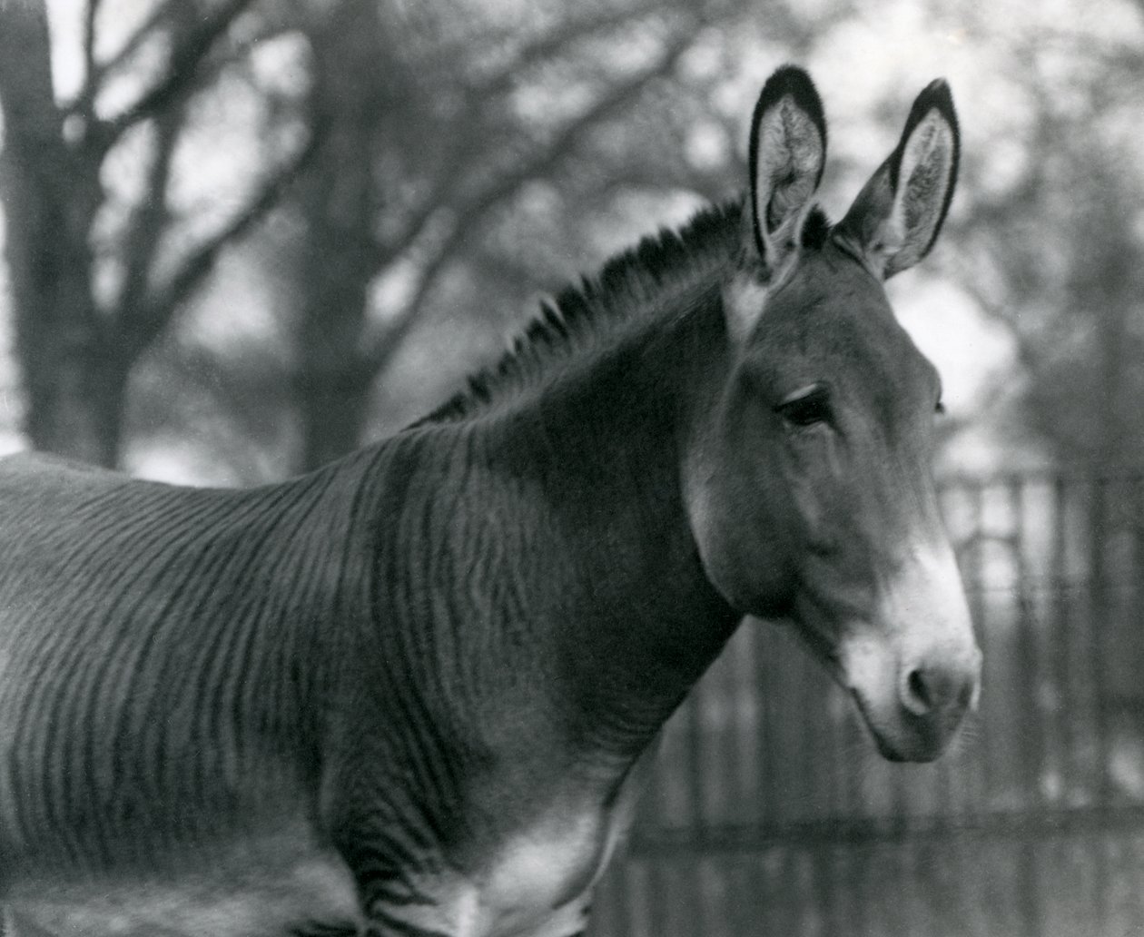 Egy hibrid zebra a londoni állatkertben 1924 júliusában alkotó: Frederick William Bond