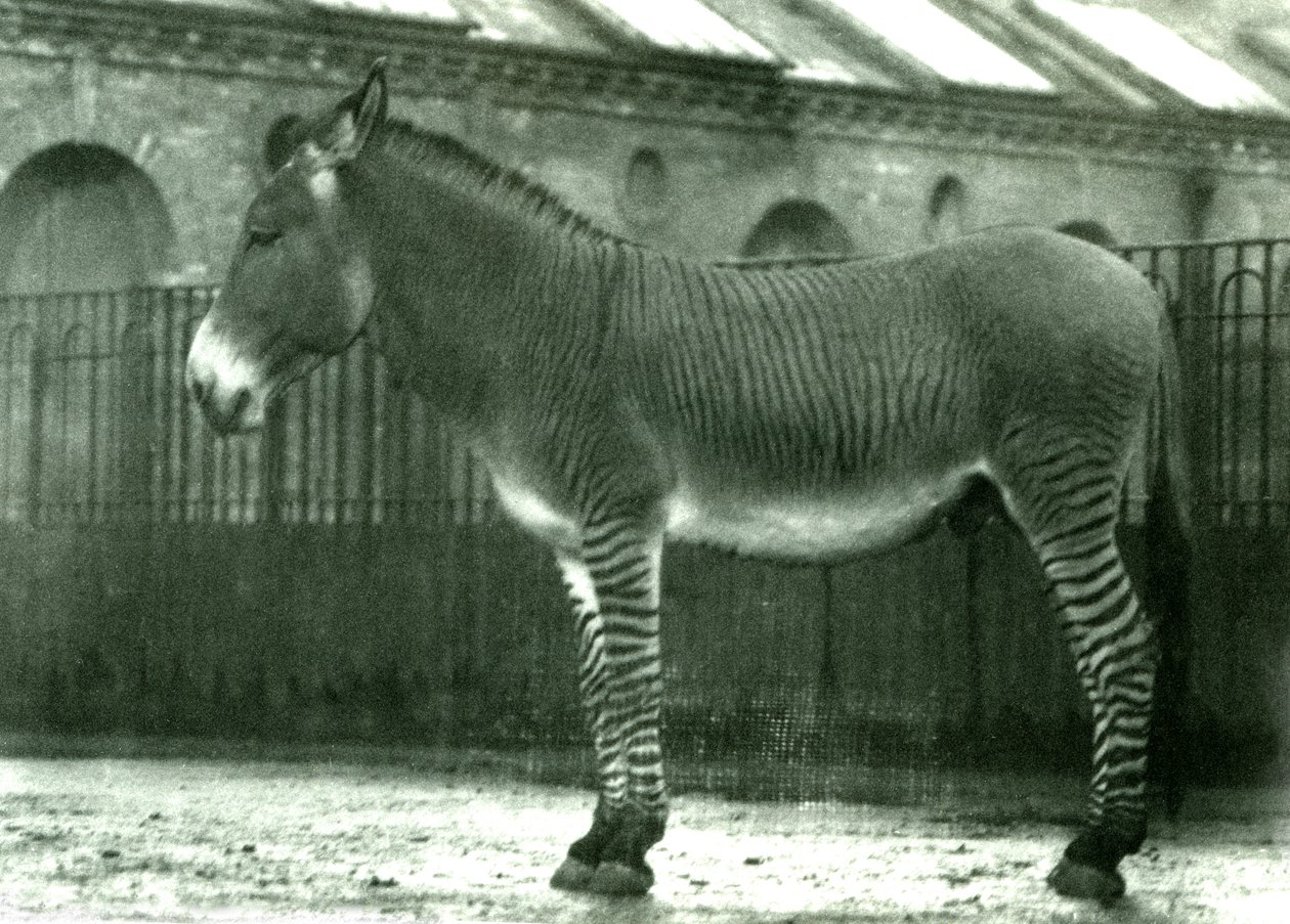 Egy hibrid zebra a londoni állatkertben, 1924 (fekete-fehér fotó) alkotó: Frederick William Bond