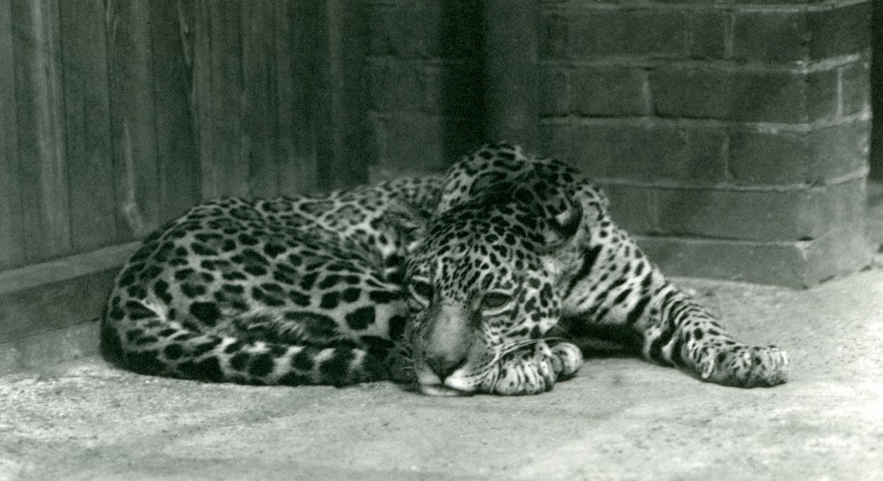 Egy Jaguár a londoni állatkertben pihent 1924 júniusában alkotó: Frederick William Bond