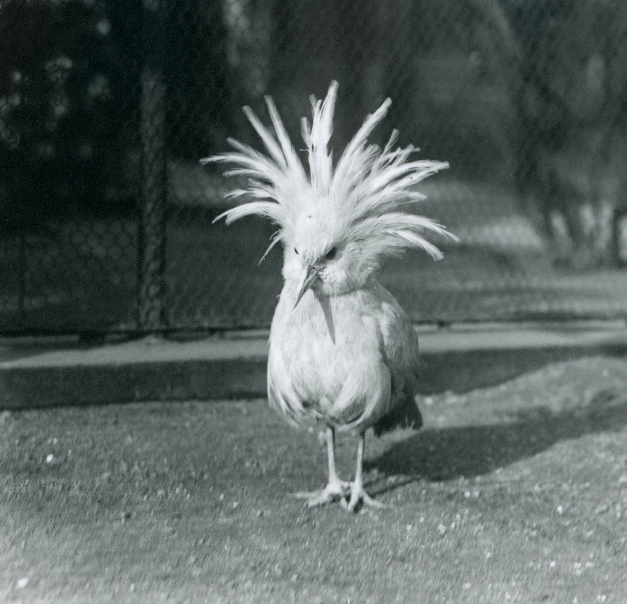 Egy kagu vagy cagu, amely a címertollait mutatja be a londoni állatkertben, 1921. június alkotó: Frederick William Bond