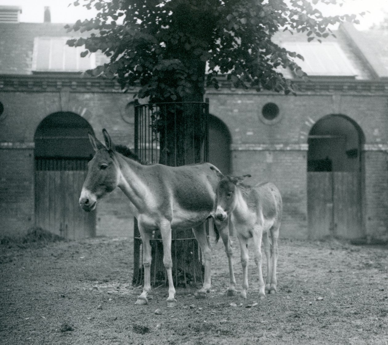 Egy kiangtibeti vadszamár KhyangGorkhar és csikója egy fa alatt állnak a karámban, a londoni állatkertben, 1927. augusztus alkotó: Frederick William Bond