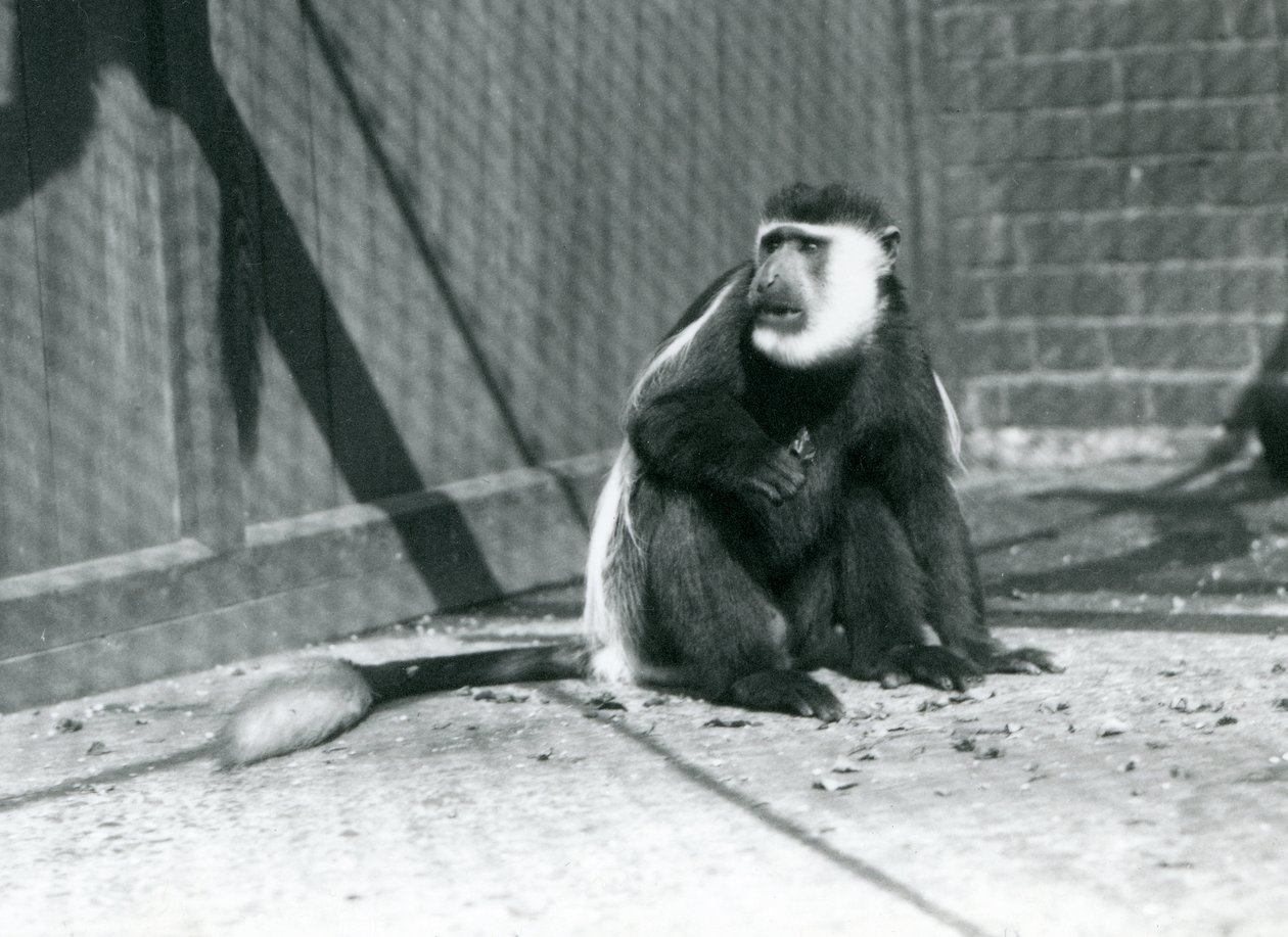 Egy fekete-fehér kikuyu Colobus majom a londoni állatkert kikertjében ül 1925 júliusában alkotó: Frederick William Bond