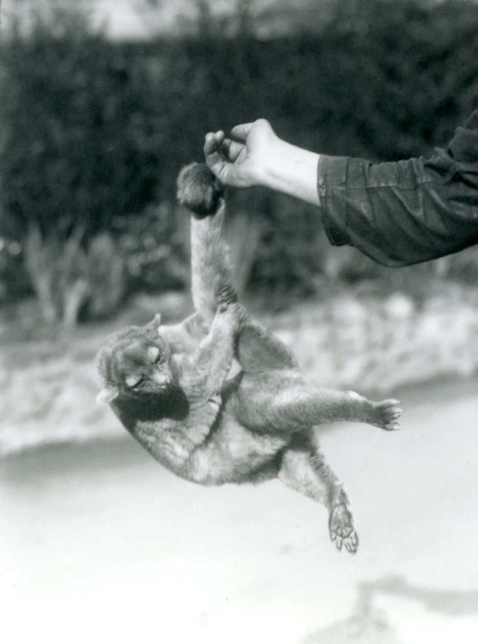 Egy kinkajou, amely az őrző ujjára függesztett a szorító farkánál fogva, Londoni Állatkert, 1925. szeptember alkotó: Frederick William Bond