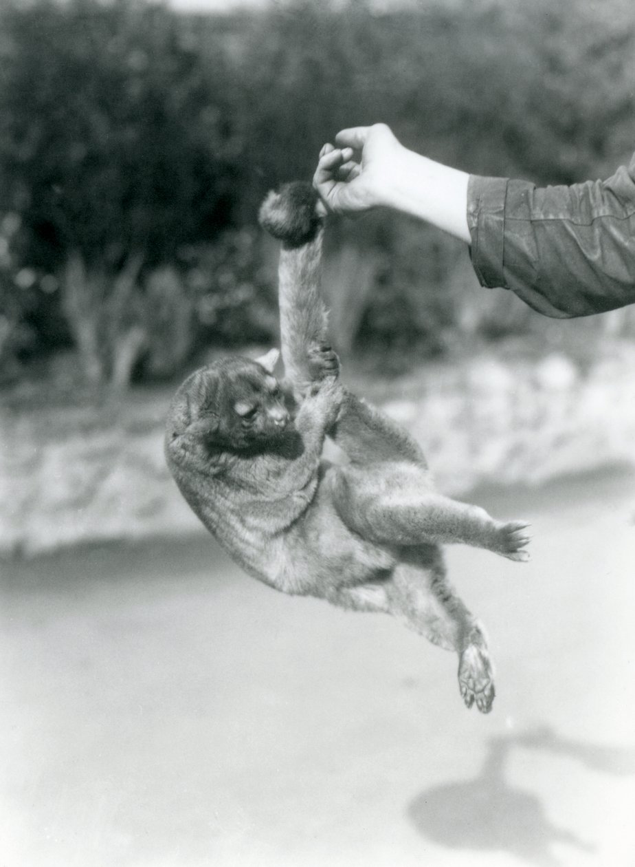 Egy kinkajou, amely az őrző ujjára függesztett a szorító farkánál fogva, Londoni Állatkert, 1925. szeptember alkotó: Frederick William Bond