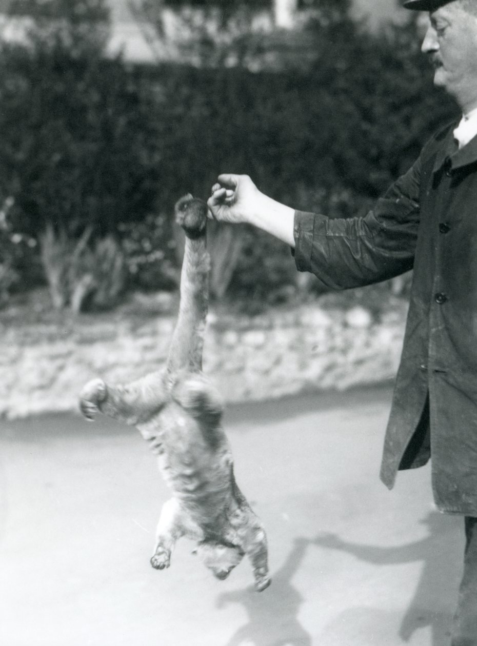 Egy Kinkajou fejjel lefelé, az őrző ujjából, a markoló farkánál fogva felfüggesztve, Londoni Állatkert, 1925. szeptember alkotó: Frederick William Bond