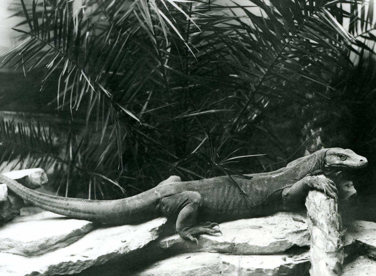 Egy Komodo DragonMonitor nyakát és mellső lábát egy farönknek támasztja a londoni állatkertben 1927 júniusában alkotó: Frederick William Bond
