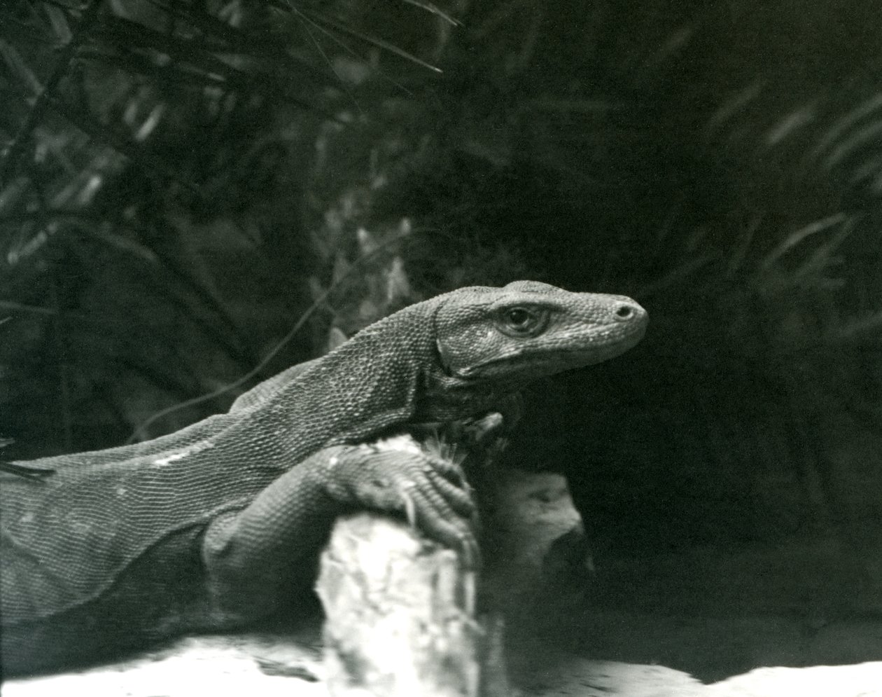 Egy Komodo DragonMonitor nyakát és mellső lábát egy farönknek támasztja a londoni állatkertben 1927 júniusában alkotó: Frederick William Bond