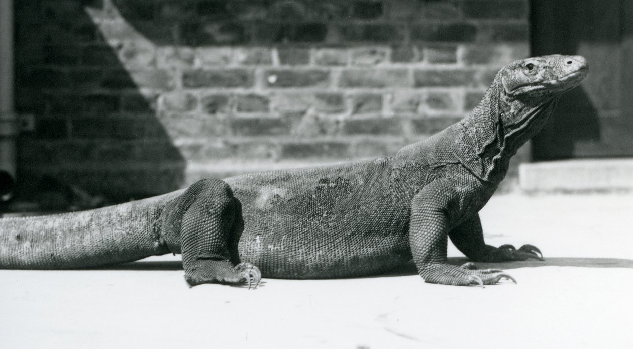 Egy komodói sárkány a londoni állatkertben 1928 augusztusában (f/w fotó) alkotó: Frederick William Bond