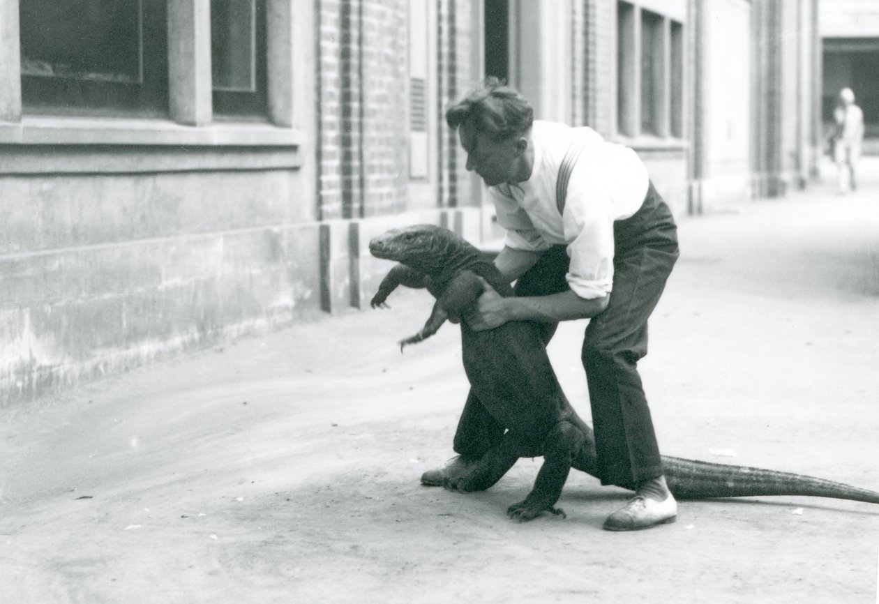 Egy komodói sárkányt tartott a hátsó lábaira egy állattartó a londoni állatkertben 1928 augusztusában (f/w fotó) alkotó: Frederick William Bond