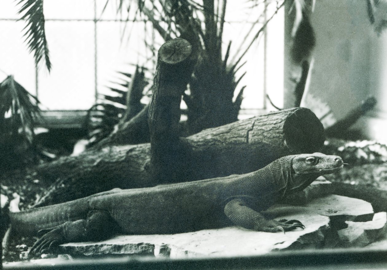 Egy komodói sárkány a londoni állatkert hüllőházában 1928 augusztusában (f/w fotó) alkotó: Frederick William Bond