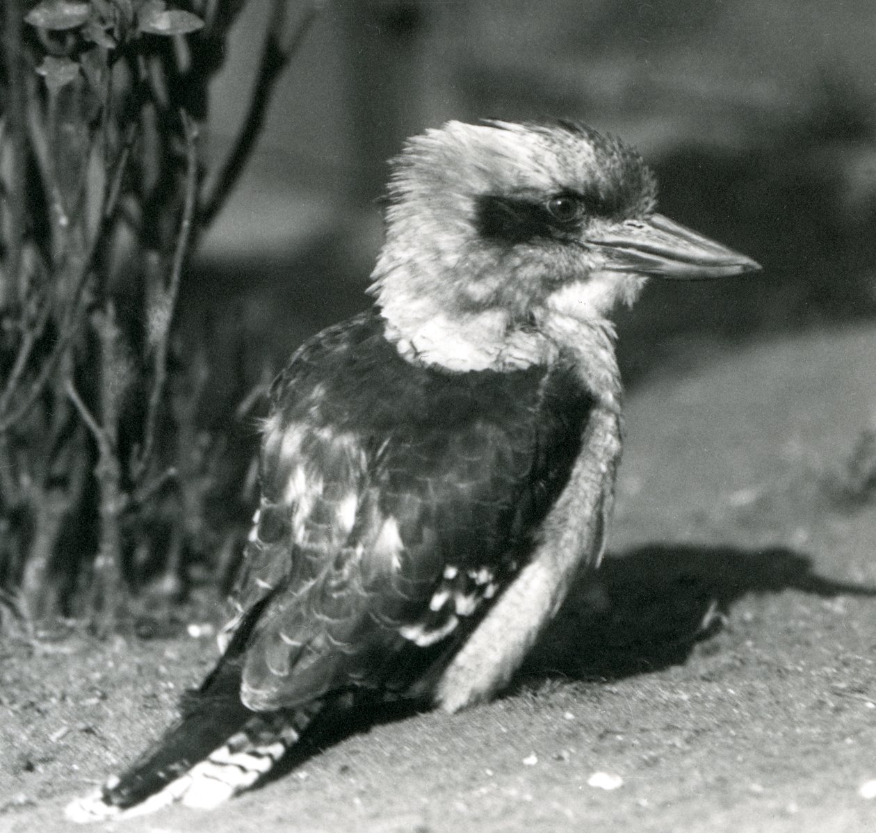 Egy nevető Kookaburra a londoni állatkertben 1925 áprilisában alkotó: Frederick William Bond