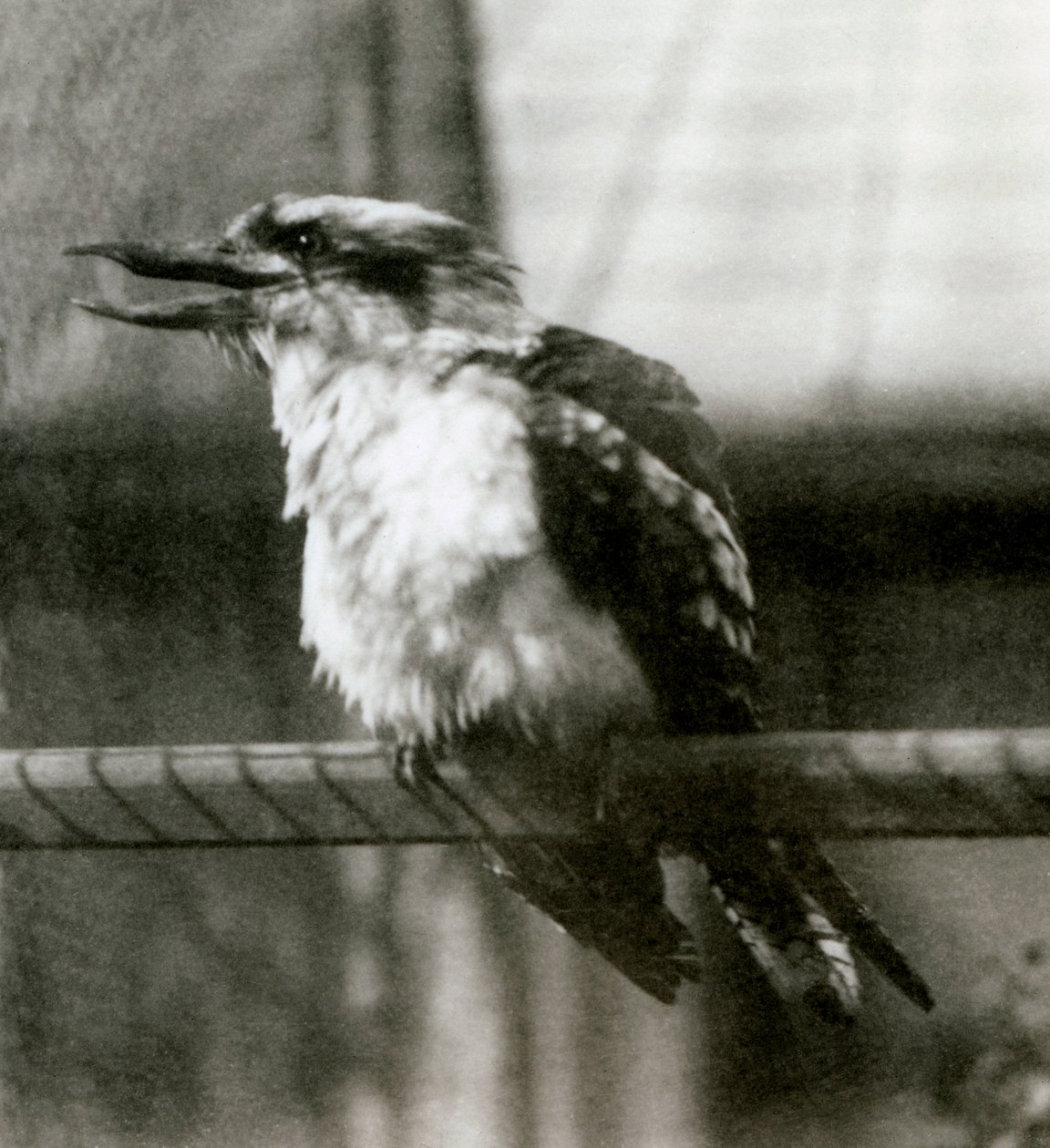 Egy nevető Kookaburra a londoni állatkertben 1924 októberében alkotó: Frederick William Bond