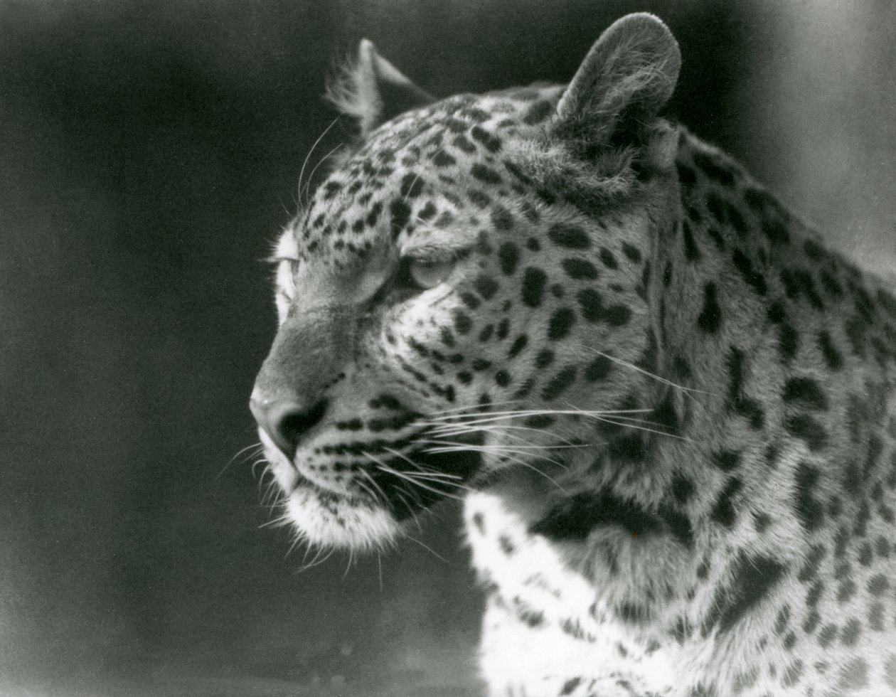 Leopárd a londoni állatkertben 1930-ban (f/w fotó) alkotó: Frederick William Bond