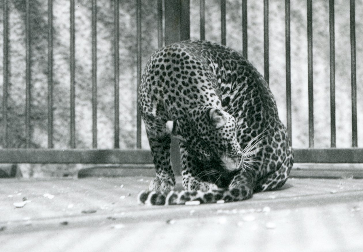 Egy leopárd a kikertjében ülve ápolja a lábát, Londoni Állatkert, 1927 alkotó: Frederick William Bond