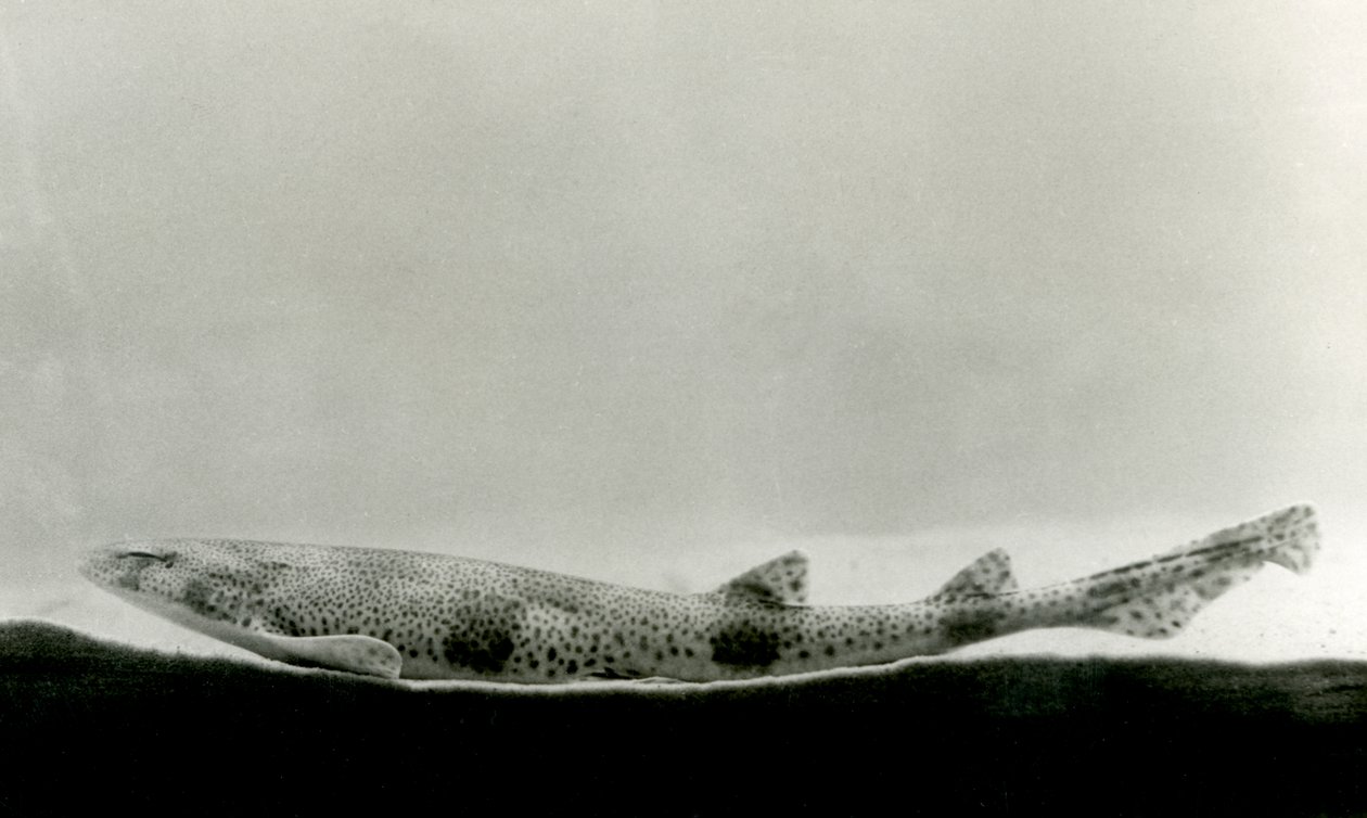 Egy kevésbé foltos kutyahal a londoni állatkertben 1924-ben alkotó: Frederick William Bond