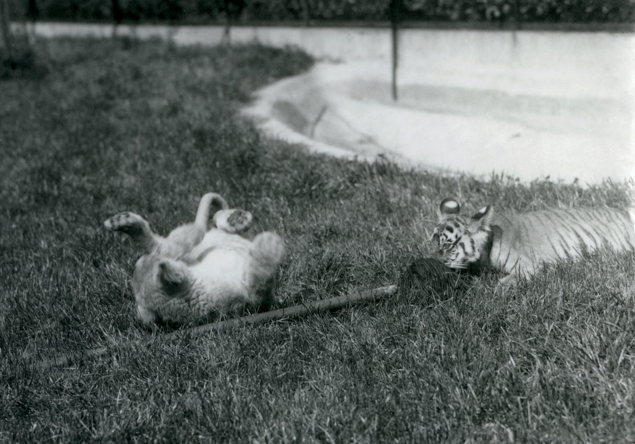 Egy oroszlán és tigris kölyök felmosóval játszanak, a füvön, egy medence mellett, Londoni Állatkert, 1925. szeptember alkotó: Frederick William Bond