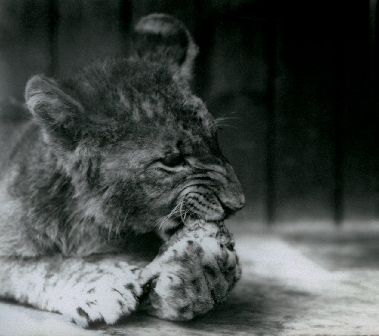Egy oroszlánkölyök a ZSL Londoni Állatkertben táplálkozott 1927-ben alkotó: Frederick William Bond