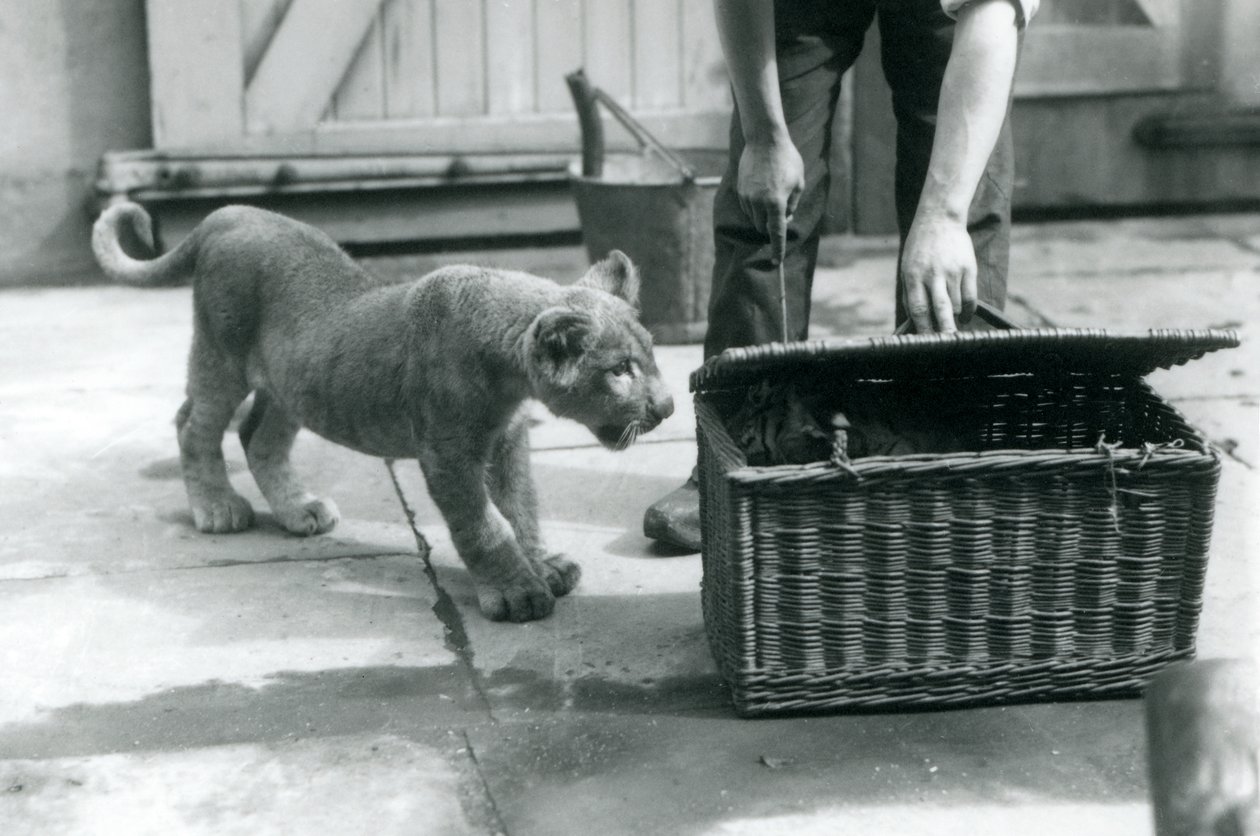 Egy oroszlánkölyök egy tigriskölyköt néz egy fonott kosárban, amelyet az állattartó kinyit, Londoni Állatkert, 1925. szeptember alkotó: Frederick William Bond
