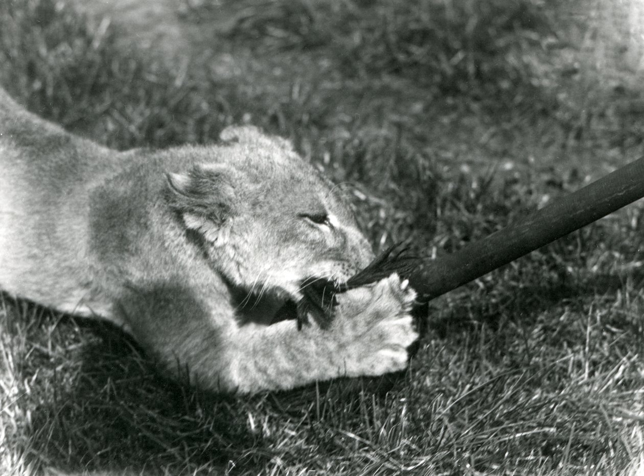 Egy oroszlánkölyök, aki felmosóval játszik, a gazdája tartja a füvön, a londoni állatkert előtt, 1925. szeptember alkotó: Frederick William Bond