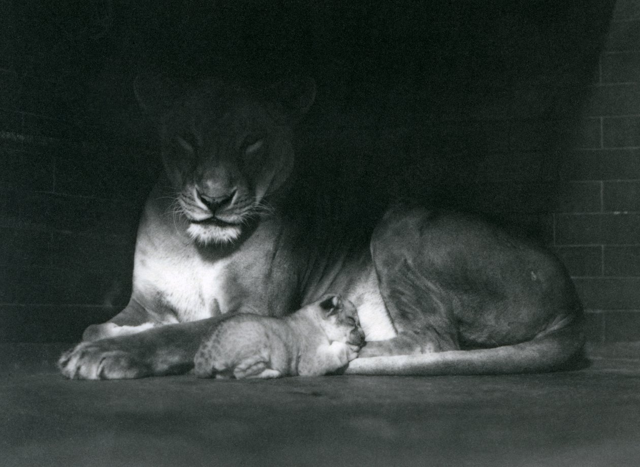Egy oroszlán és egy kölyök feküdt a kertjük, a Londoni Állatkert hátsó részének árnyékában, 1925. október alkotó: Frederick William Bond