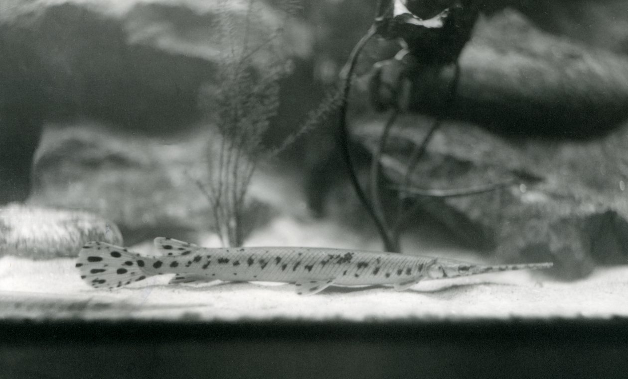 A Longnose gar vagy Needlenose gar, Londoni Állatkert, 1924 alkotó: Frederick William Bond