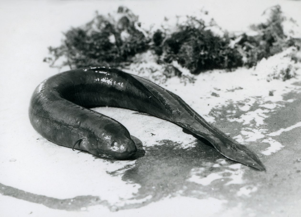 Lungfish, aki a vízből pihent a londoni állatkertben 1928 szeptemberében alkotó: Frederick William Bond