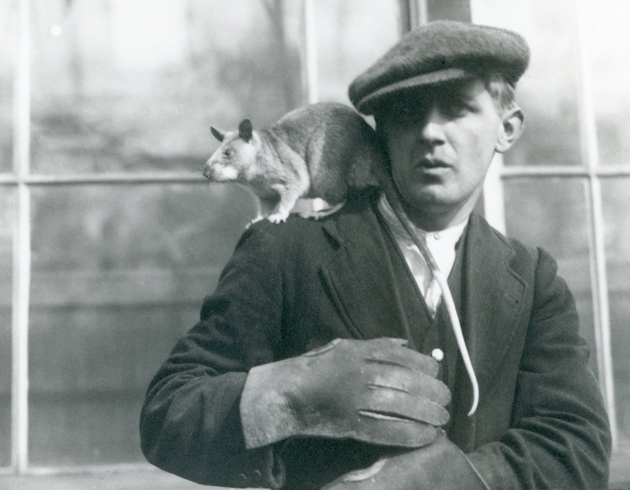 Egy madagaszkári óriáspatkány ül gazdája, a Londoni Állatkert vállán alkotó: Frederick William Bond
