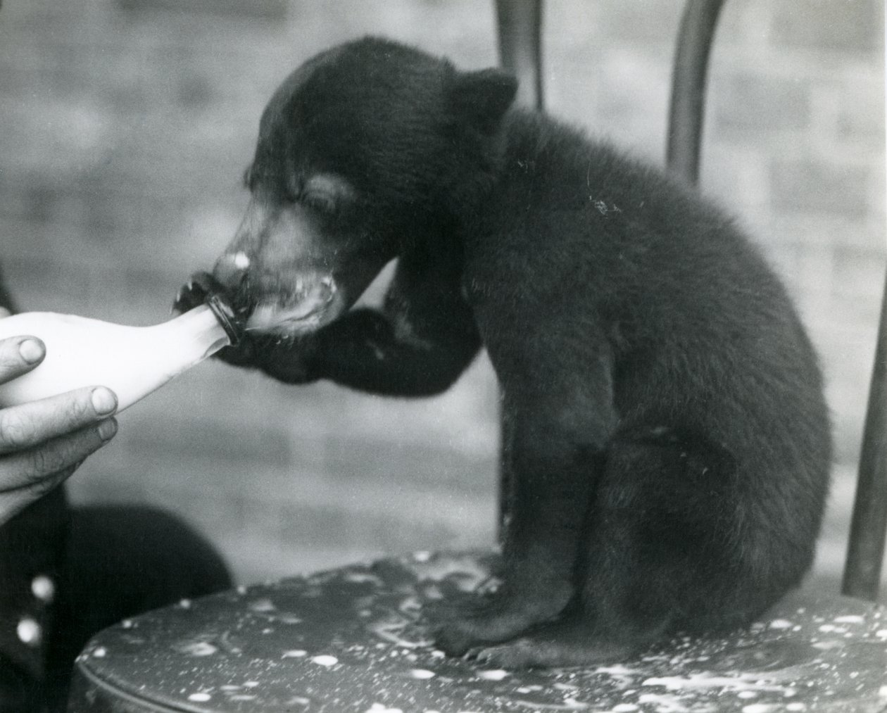 Egy maláj vagy napmedve kölyök egy széken ülve, miközben az állattartója palackból eteti a londoni állatkertben, 1920-as évek alkotó: Frederick William Bond