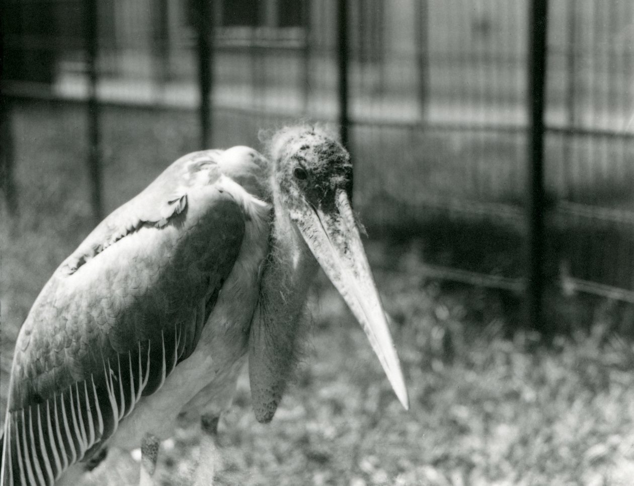 Egy marabu-gólya a londoni állatkert kikertjében állt 1928 szeptemberében alkotó: Frederick William Bond