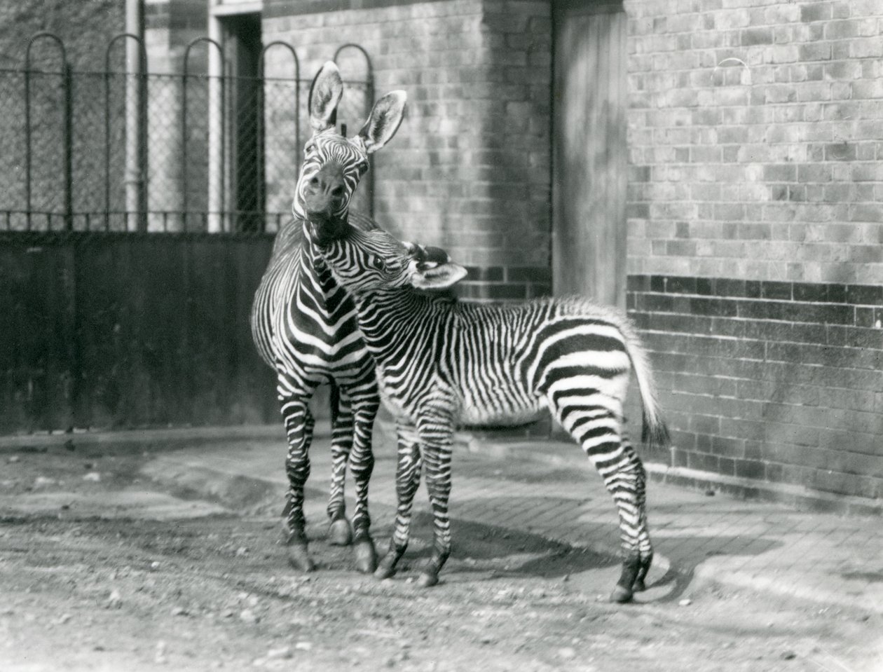 Egy hegyi zebra és csikója a londoni állatkertben 1929-ben (f/w fotó) alkotó: Frederick William Bond