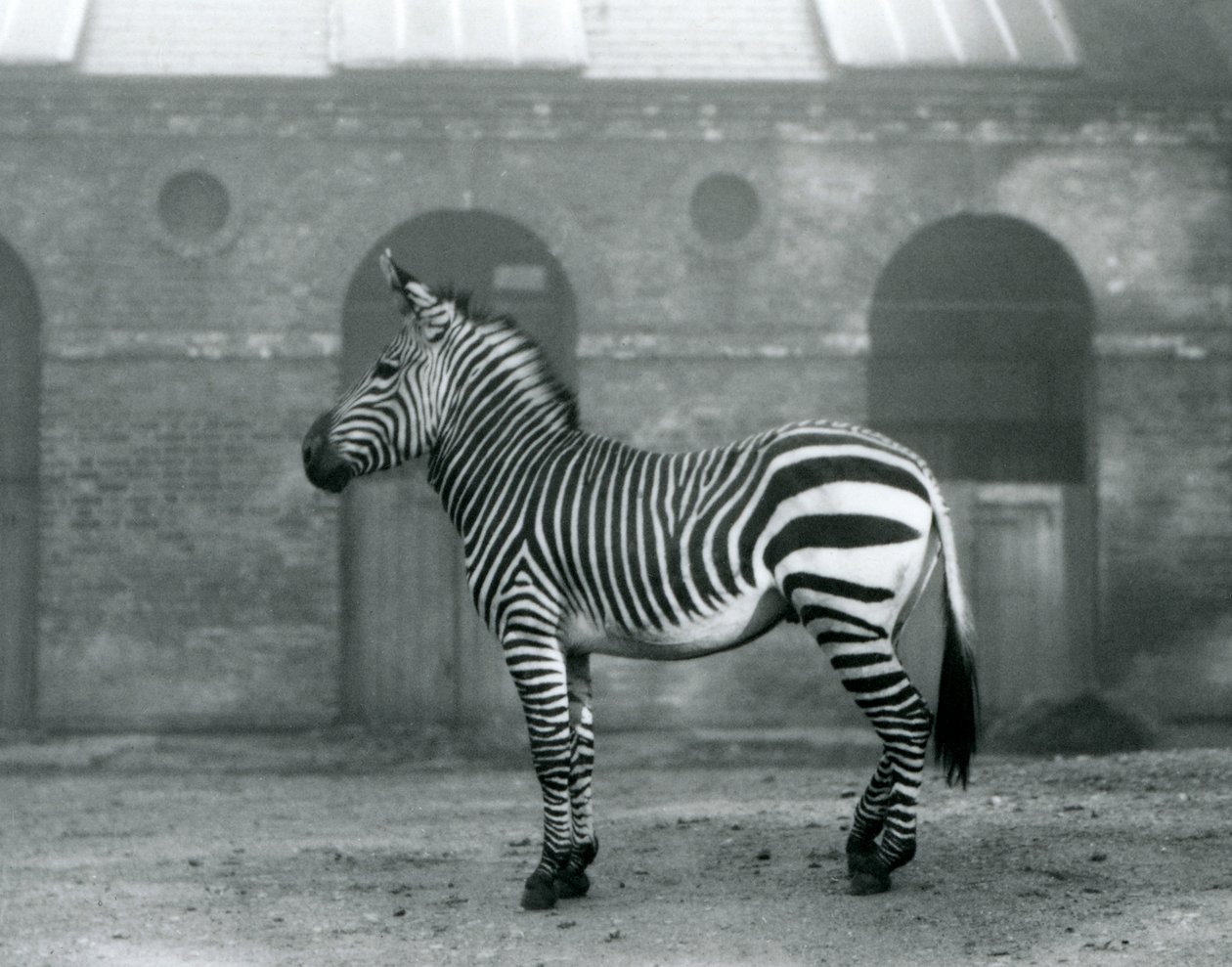 Egy hegyi zebra a karámjában állt a londoni állatkert Zsiráfházának magas ajtaja előtt 1927-ben alkotó: Frederick William Bond