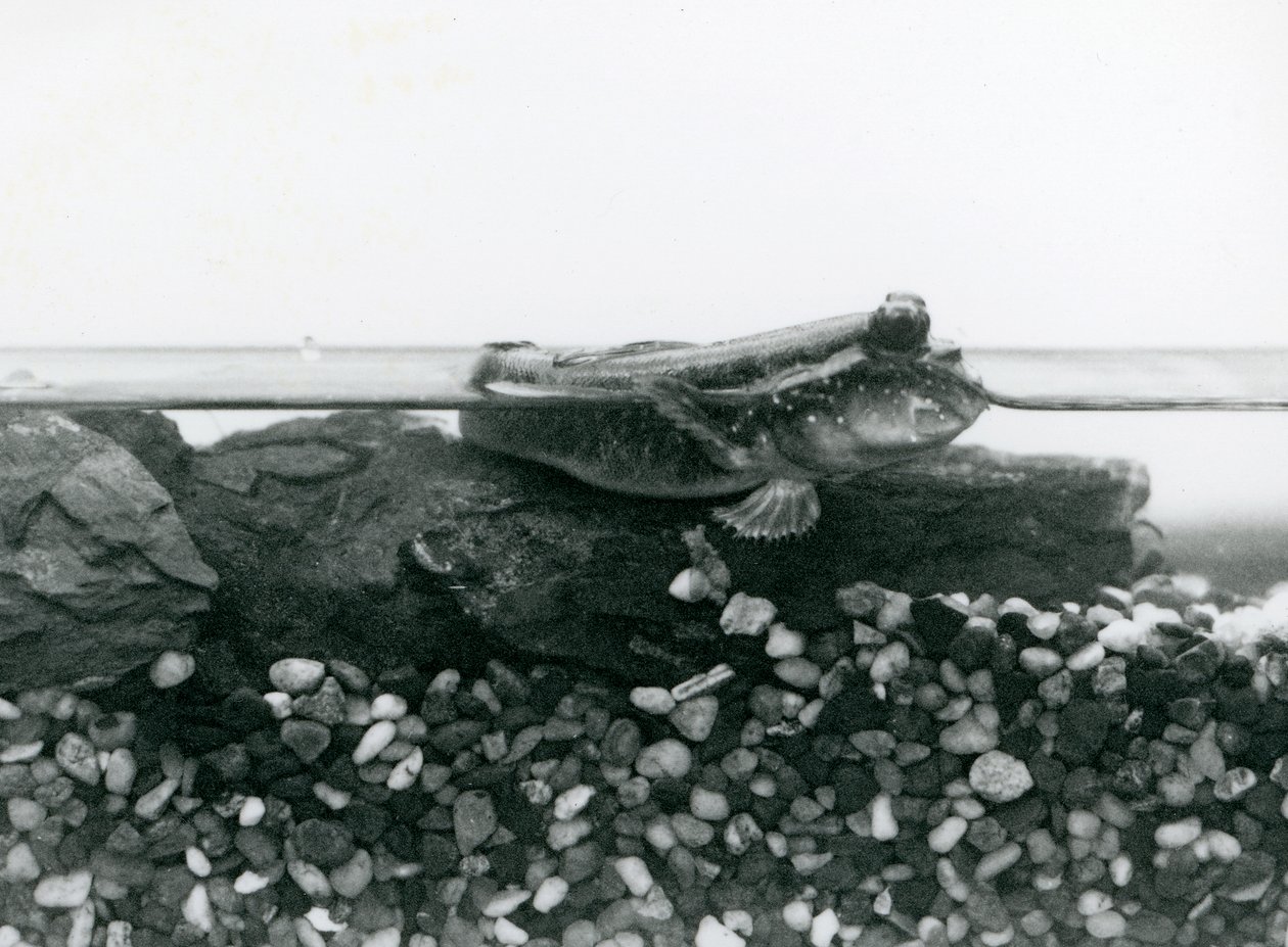 Elmerült sziklákon nyugvó Mudskipper, szemével a víz felett, Londoni Állatkert alkotó: Frederick William Bond